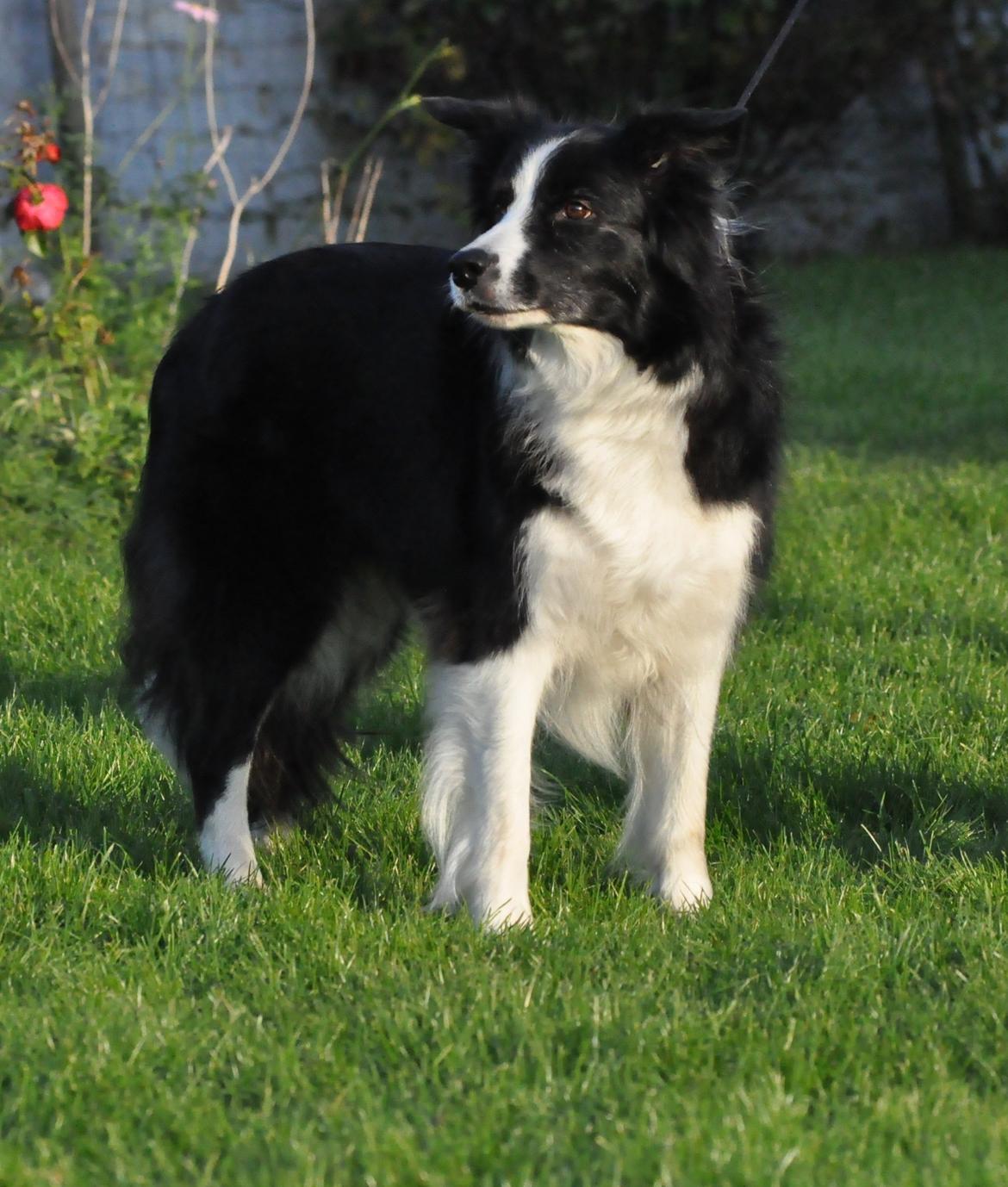 Border collie Kian Star Bright Jessie billede 10