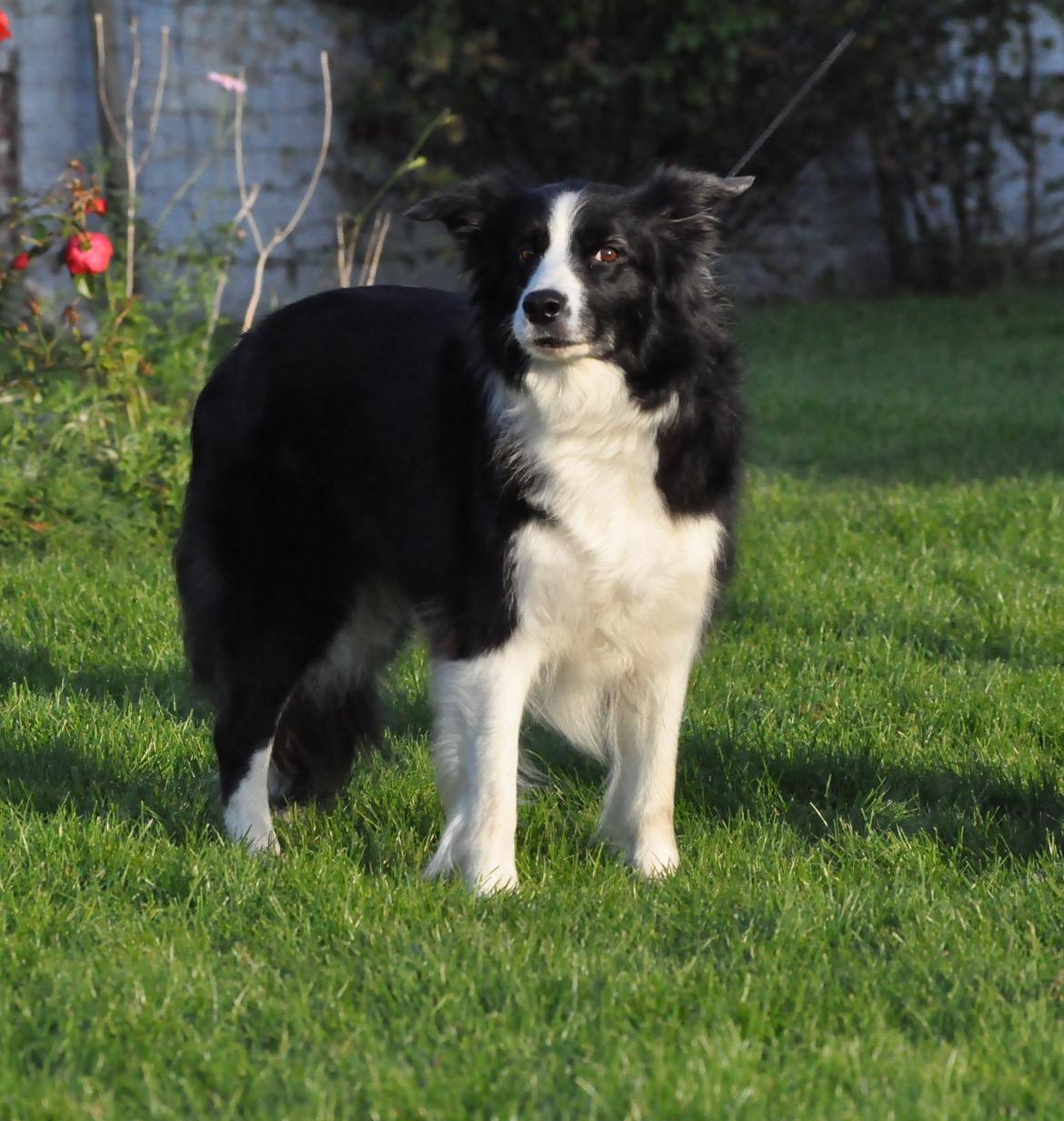 Border collie Kian Star Bright Jessie billede 11