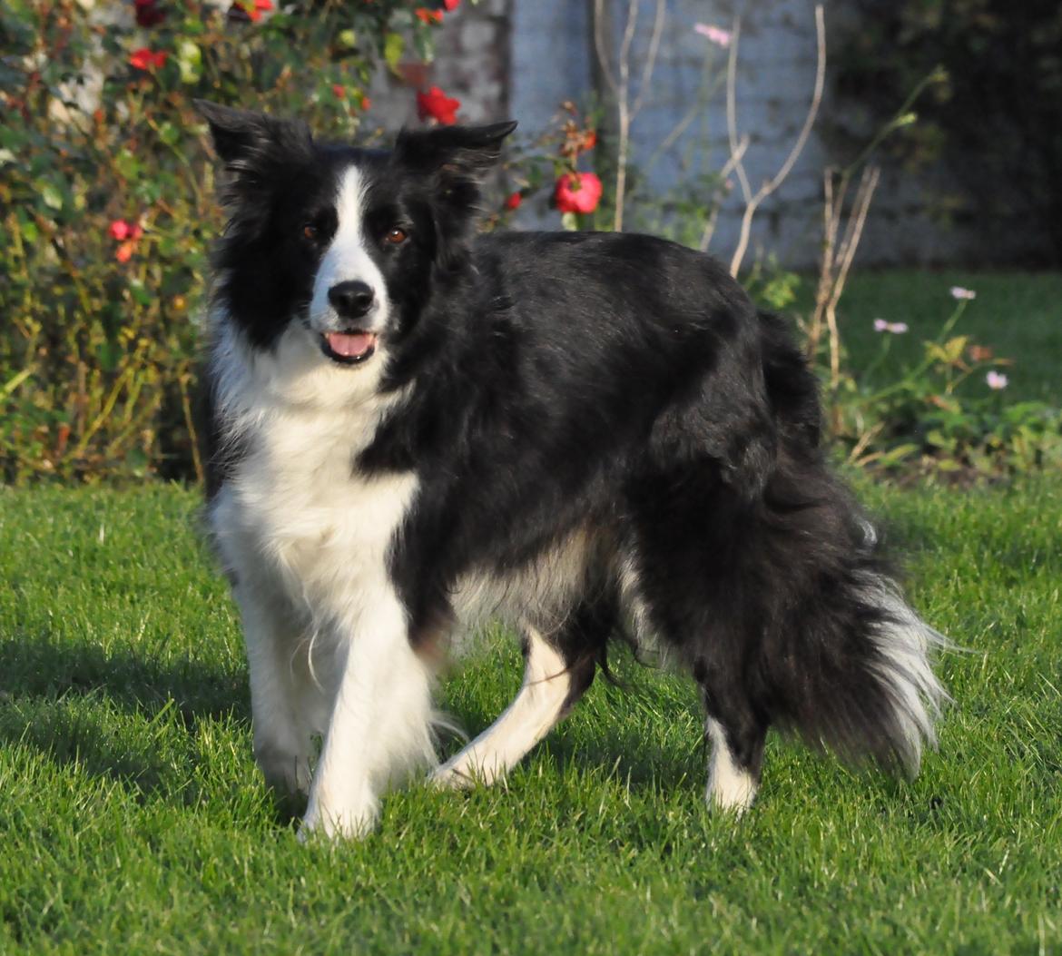 Border collie Kian Star Bright Jessie billede 12