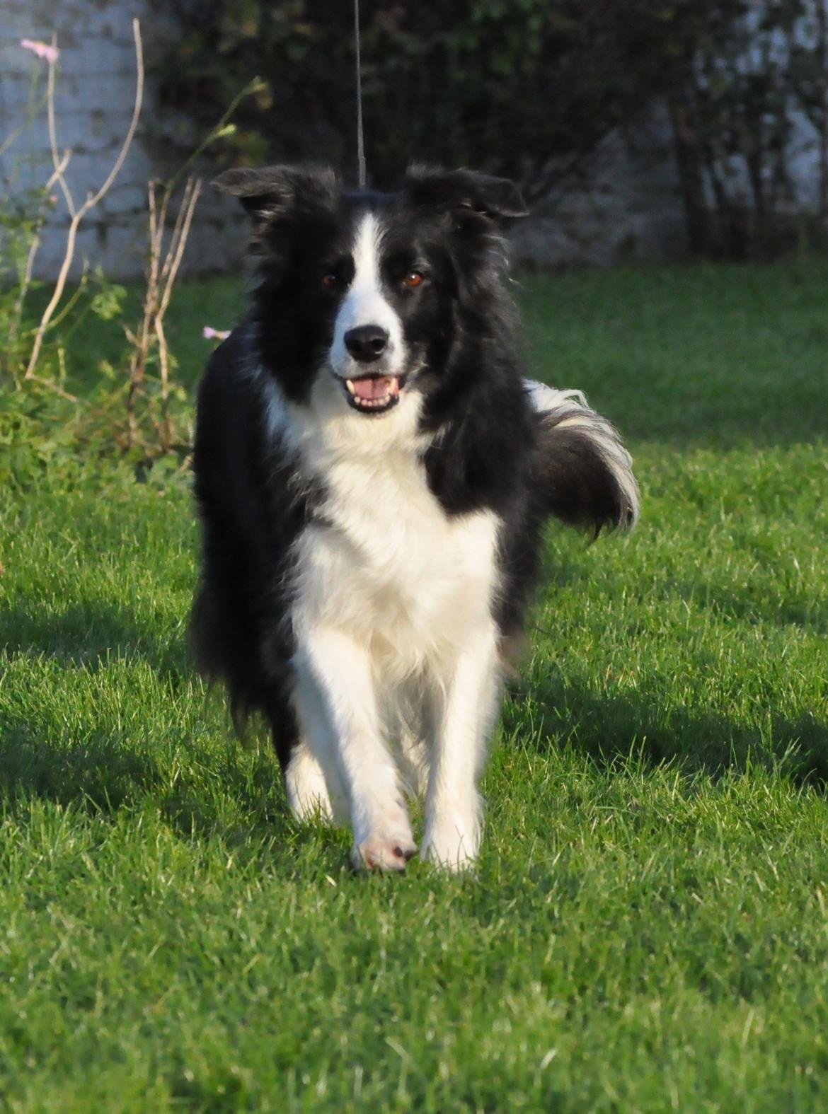 Border collie Kian Star Bright Jessie billede 13