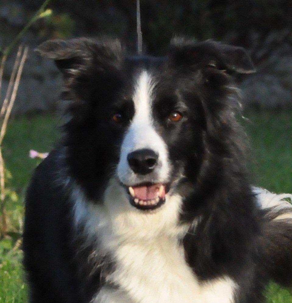 Border collie Kian Star Bright Jessie billede 1