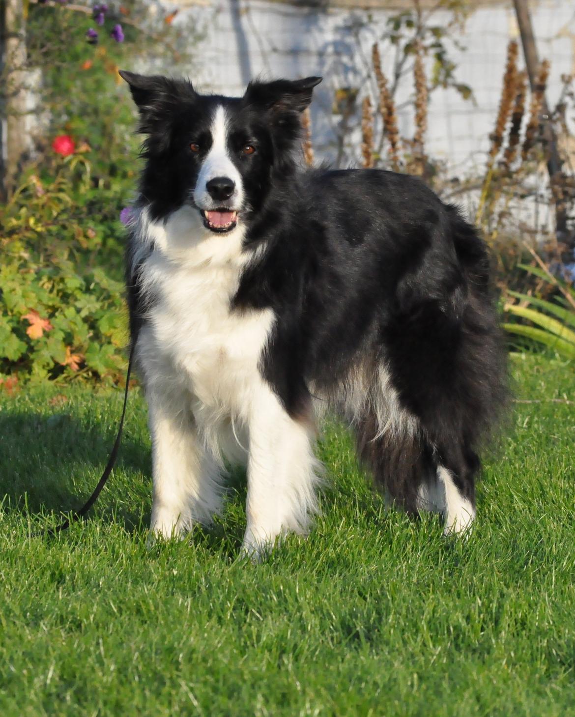 Border collie Kian Star Bright Jessie billede 14