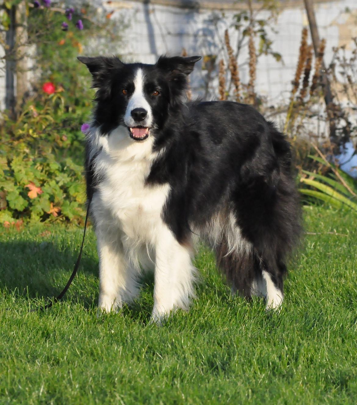 Border collie Kian Star Bright Jessie billede 15