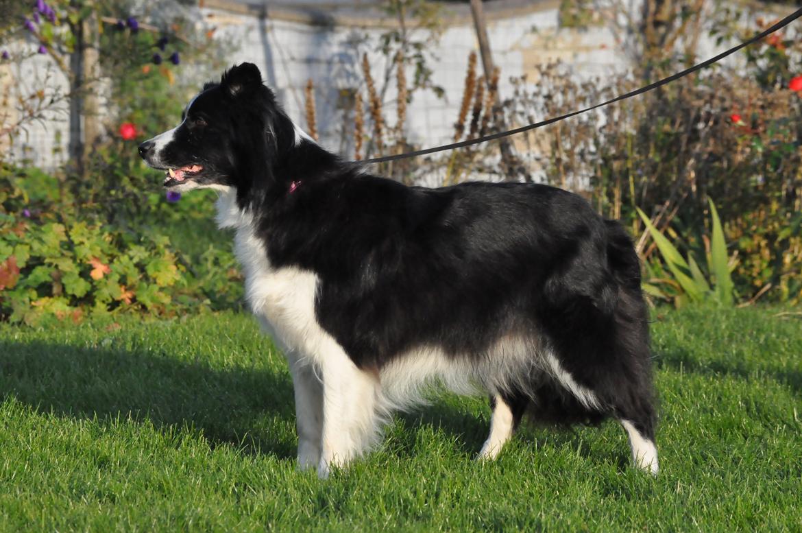 Border collie Kian Star Bright Jessie billede 16