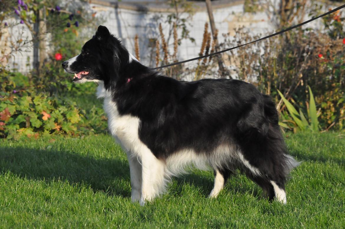 Border collie Kian Star Bright Jessie billede 17