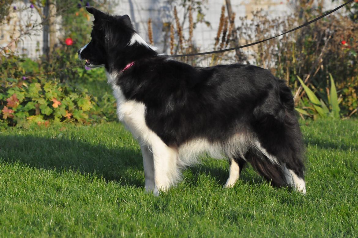 Border collie Kian Star Bright Jessie billede 18