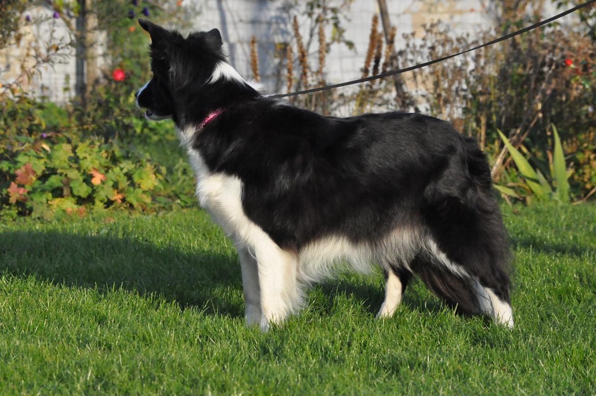 Border collie Kian Star Bright Jessie billede 19