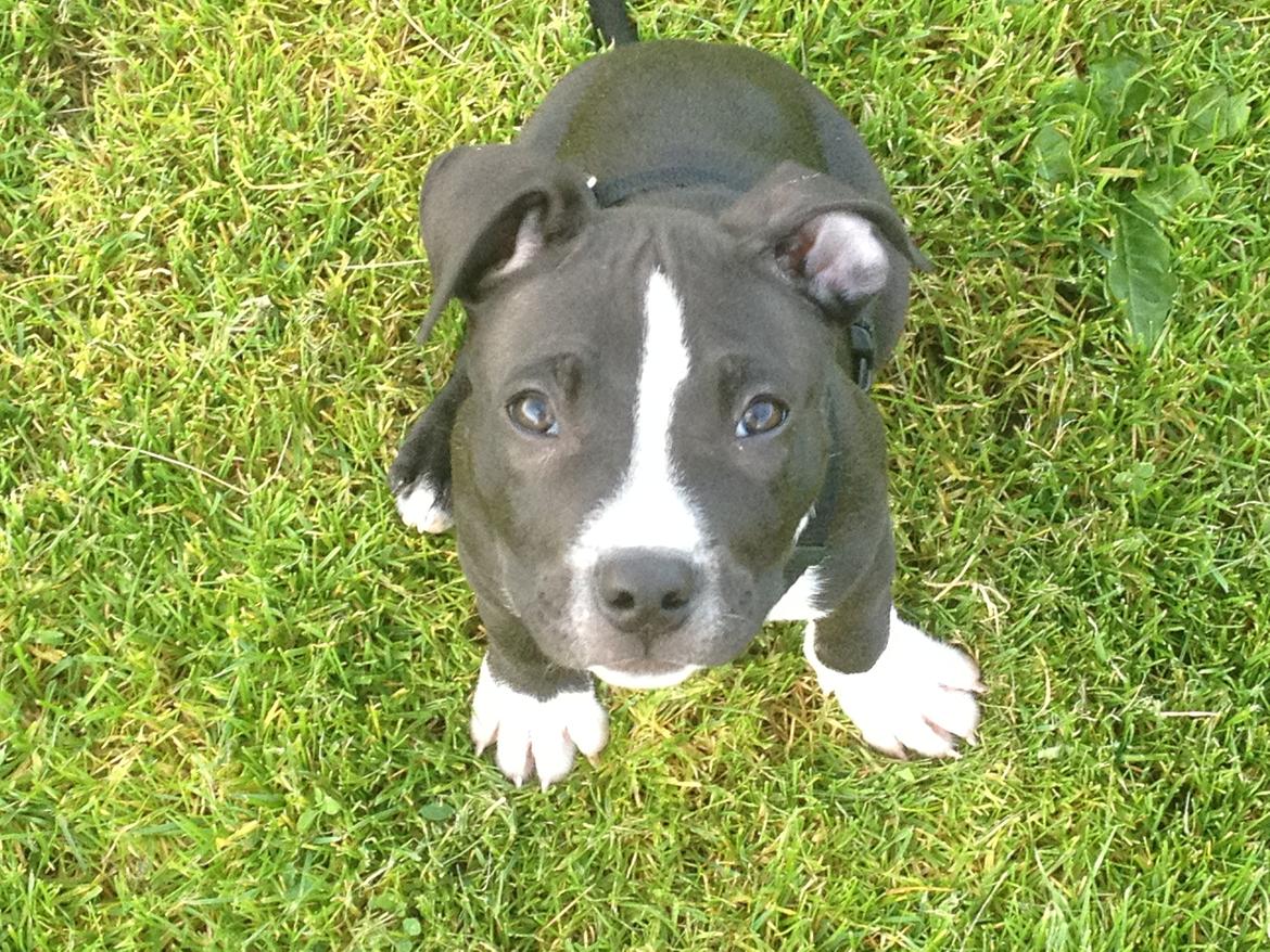 Blanding af racer Diablo billede 1