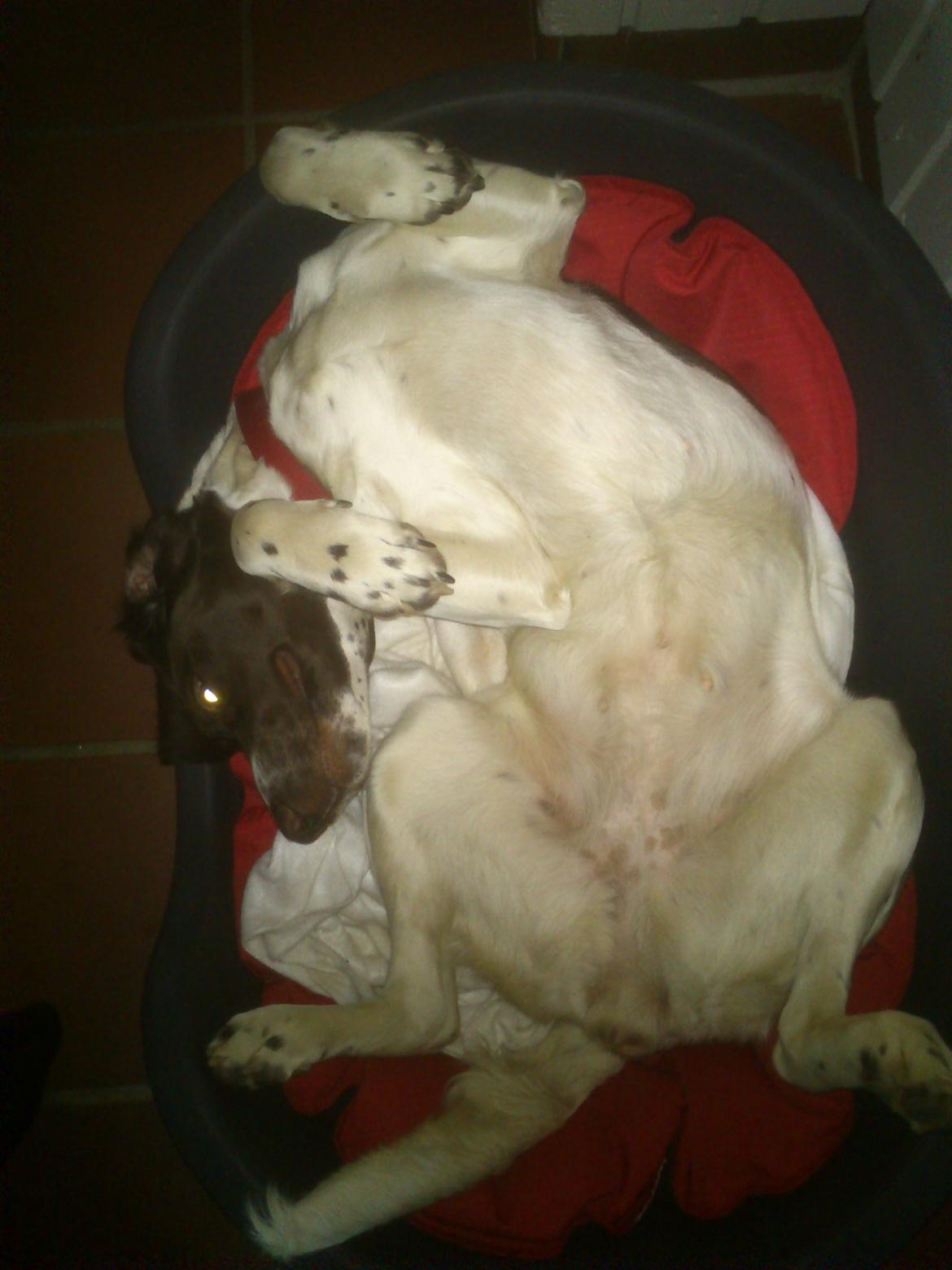 Kleiner münsterländer Molly - Det er svært at gætte hvad det mon er, hun vil have mig til.. billede 4