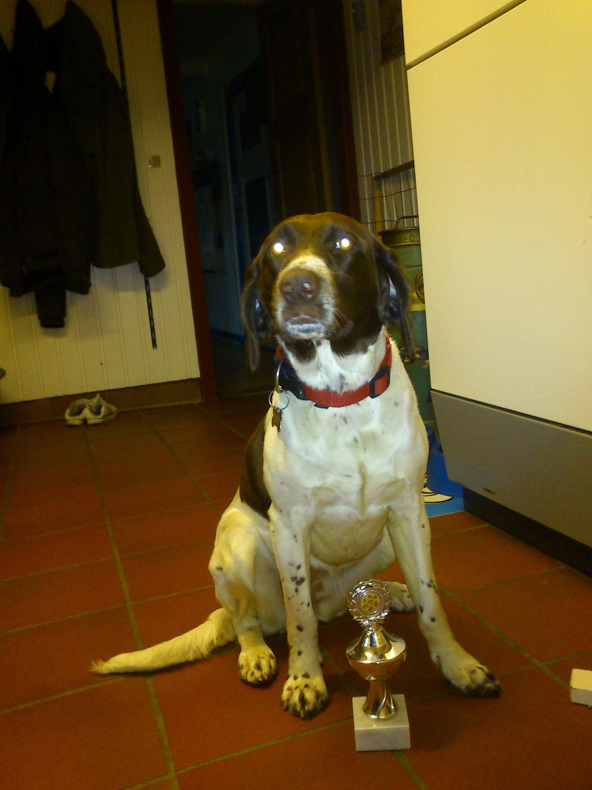 Kleiner münsterländer Molly - Mollys første pokal :) billede 5