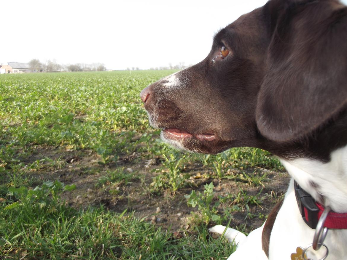 Kleiner münsterländer Molly billede 6