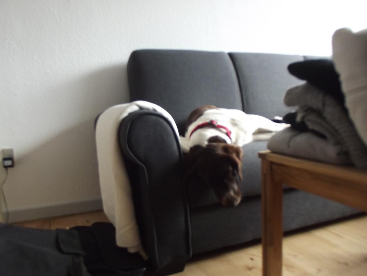 Kleiner münsterländer Molly - Det er hårdt at hjælpe med at flytte! billede 7