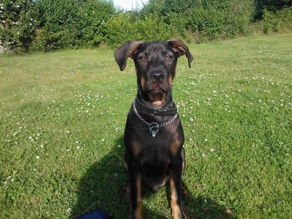 Blanding af racer Benjamin billede 1