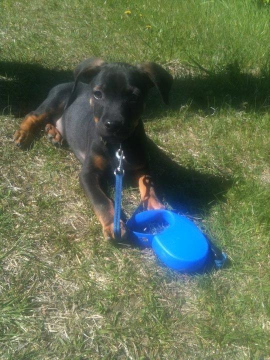 Blanding af racer Benjamin billede 2