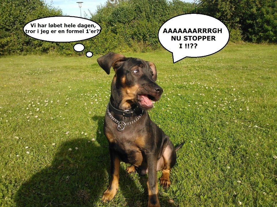 Blanding af racer Benjamin billede 3