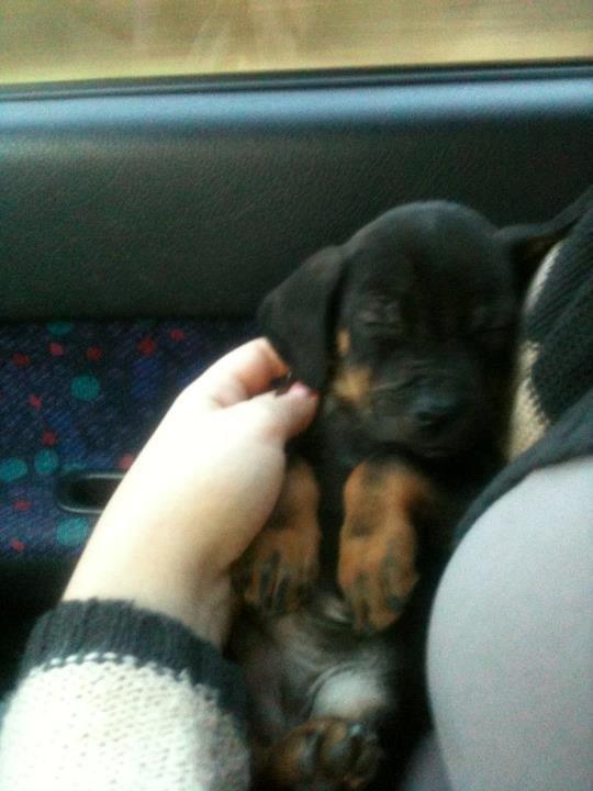 Blanding af racer Benjamin billede 4