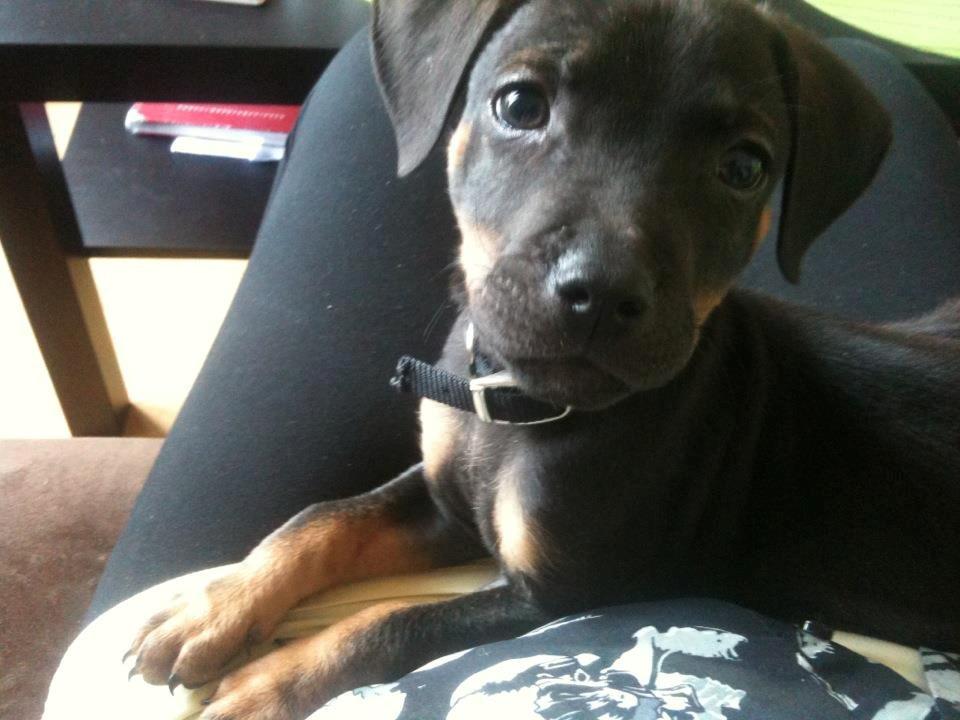 Blanding af racer Benjamin billede 5