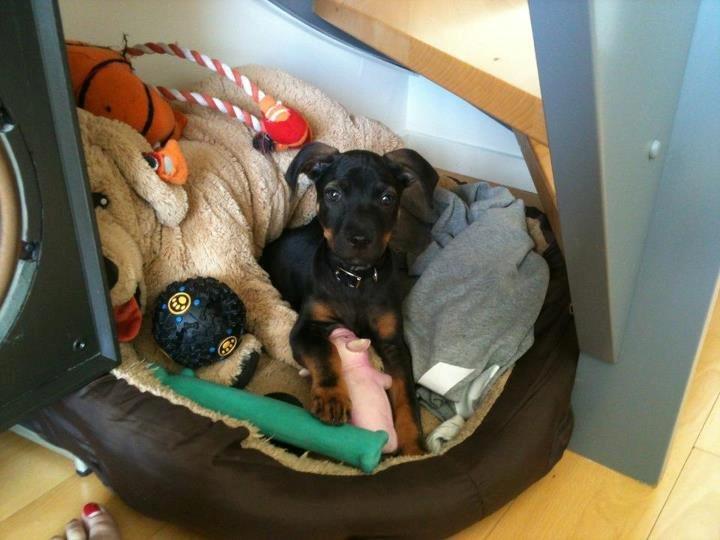 Blanding af racer Benjamin billede 7