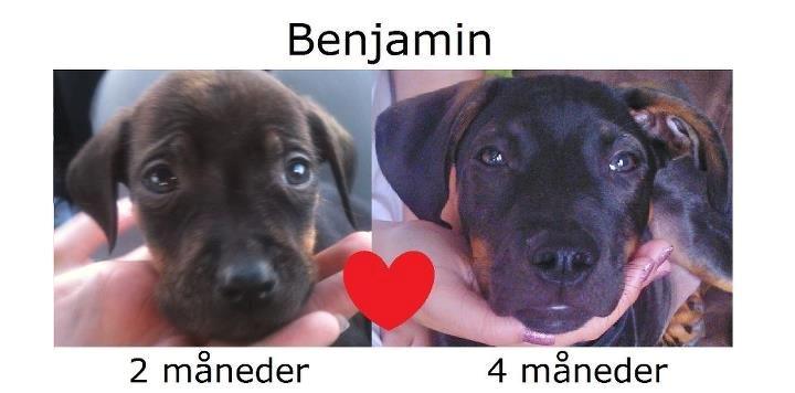 Blanding af racer Benjamin billede 8