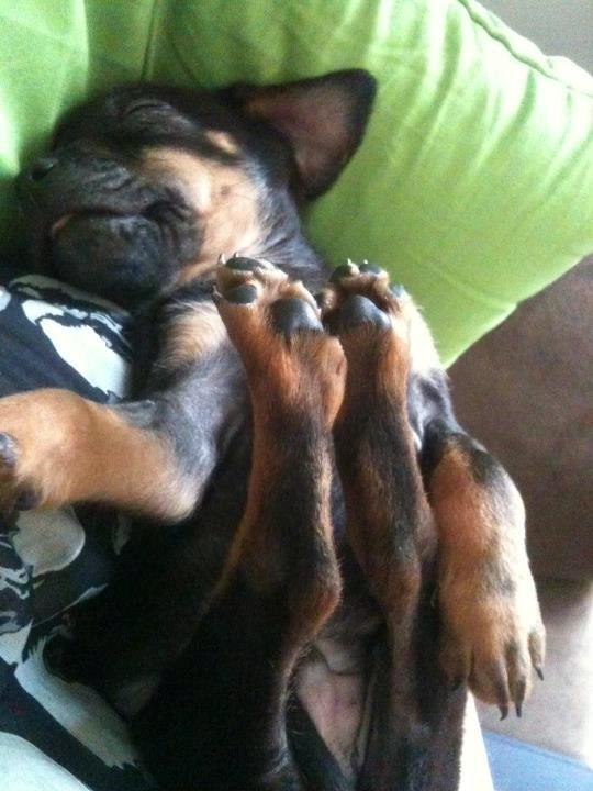 Blanding af racer Benjamin billede 9