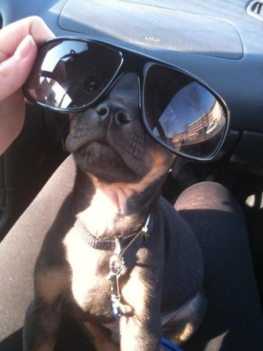 Blanding af racer Benjamin billede 10