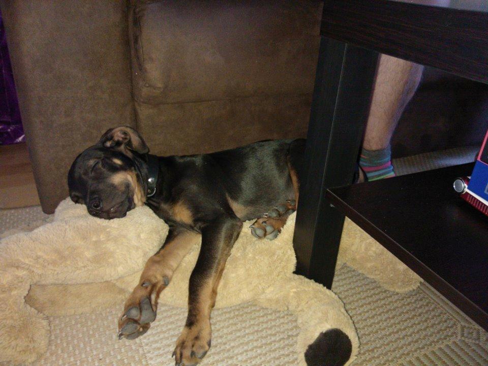 Blanding af racer Benjamin billede 11