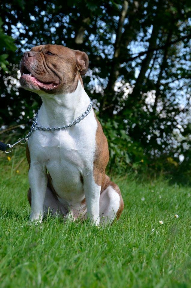 Olde english bulldogge Oberst <3 billede 1