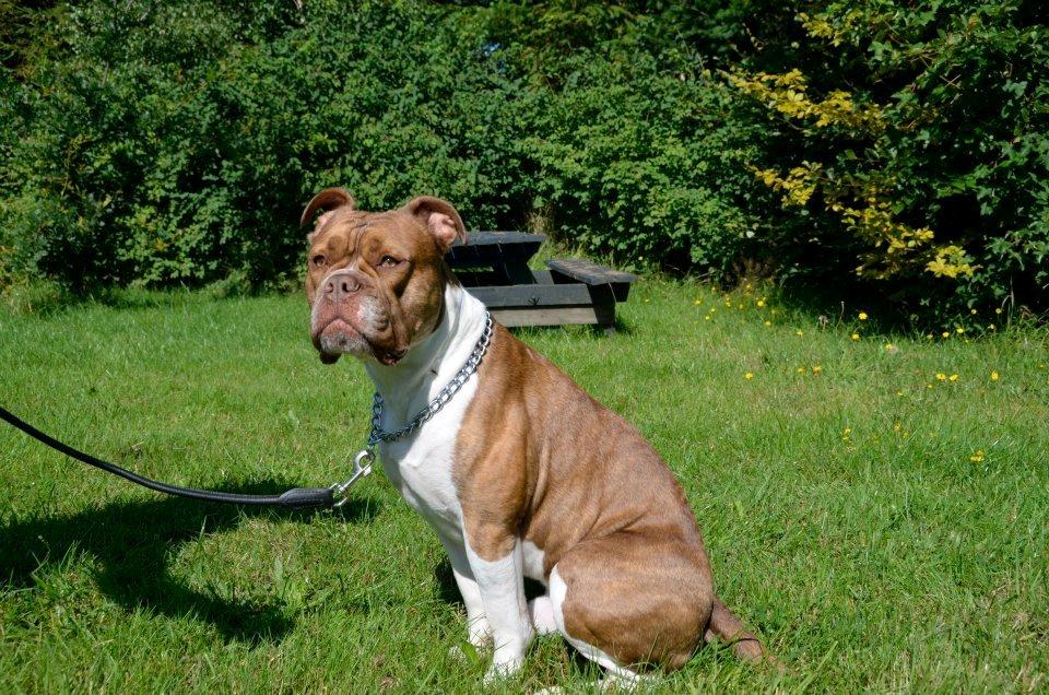 Olde english bulldogge Oberst <3 billede 2
