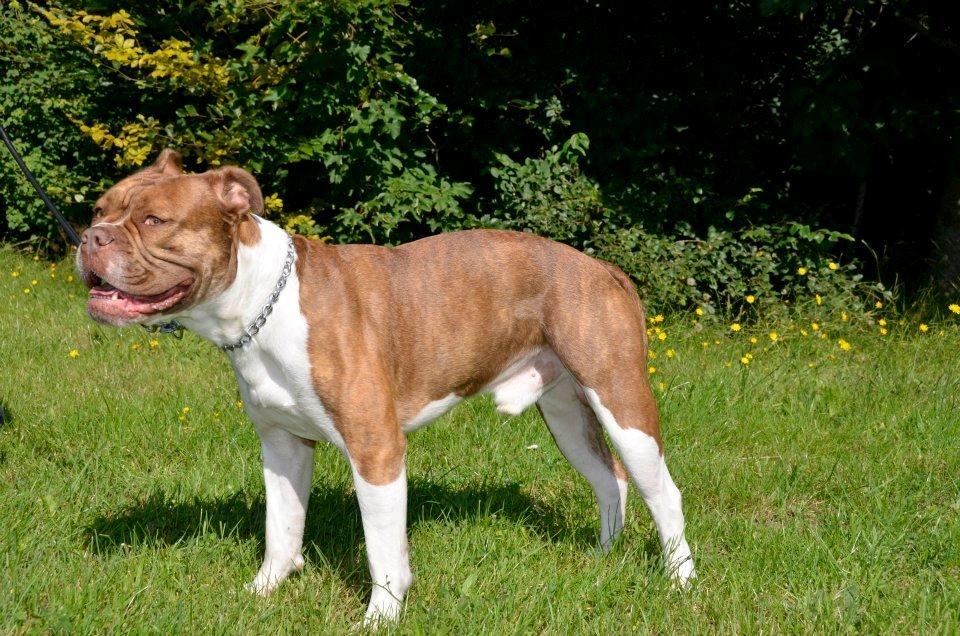 Olde english bulldogge Oberst <3 billede 3