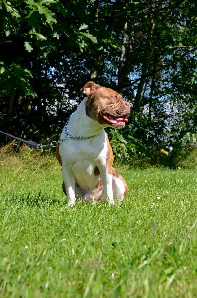 Olde english bulldogge Oberst <3 billede 4