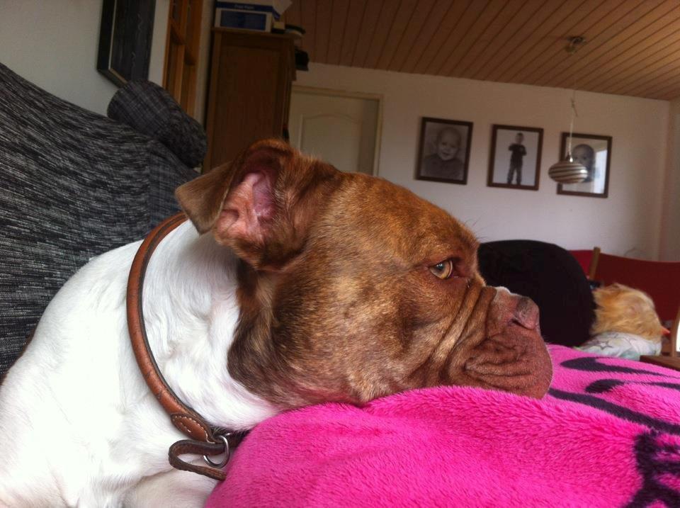 Olde english bulldogge Oberst <3 billede 5