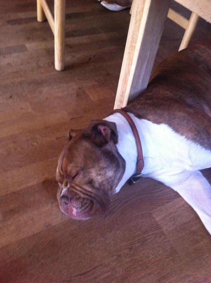 Olde english bulldogge Oberst <3 billede 6