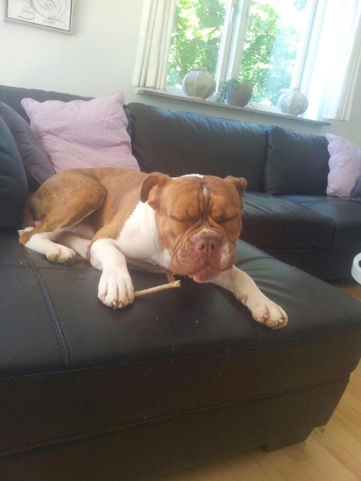 Olde english bulldogge Oberst <3 billede 7