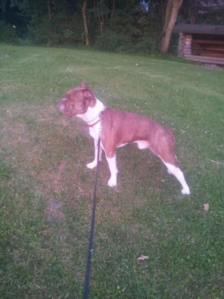 Olde english bulldogge Oberst <3 billede 8