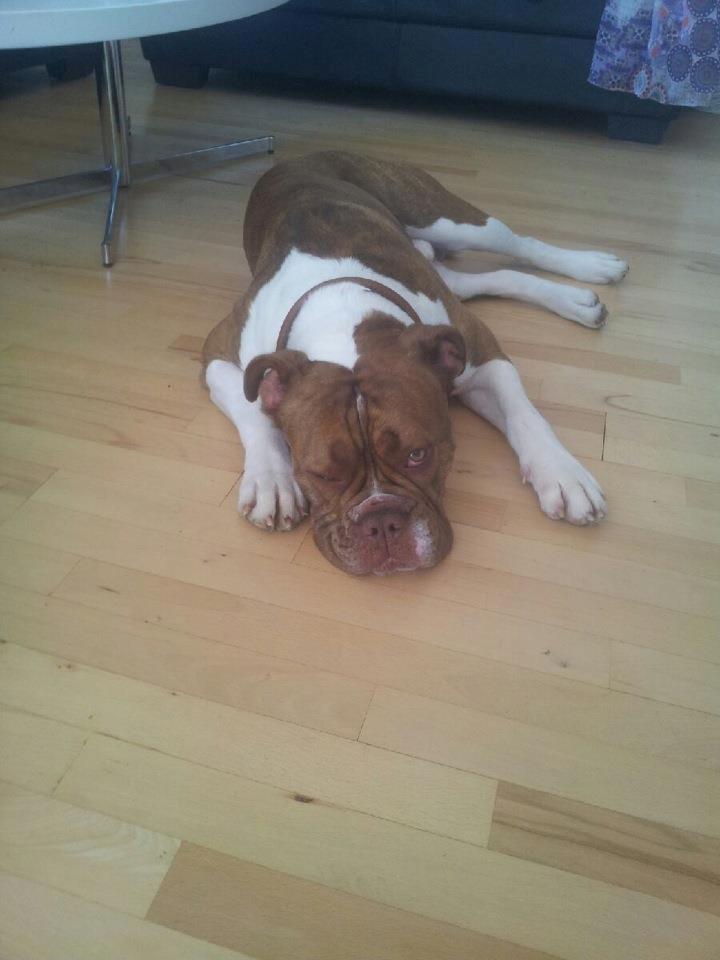 Olde english bulldogge Oberst <3 billede 9