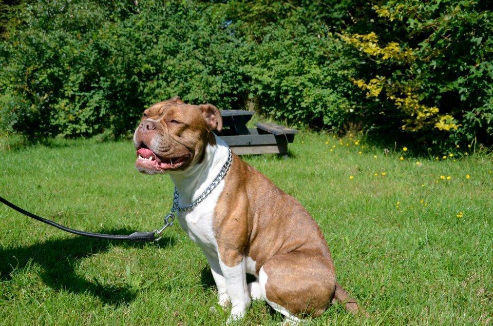 Olde english bulldogge Oberst <3 billede 10