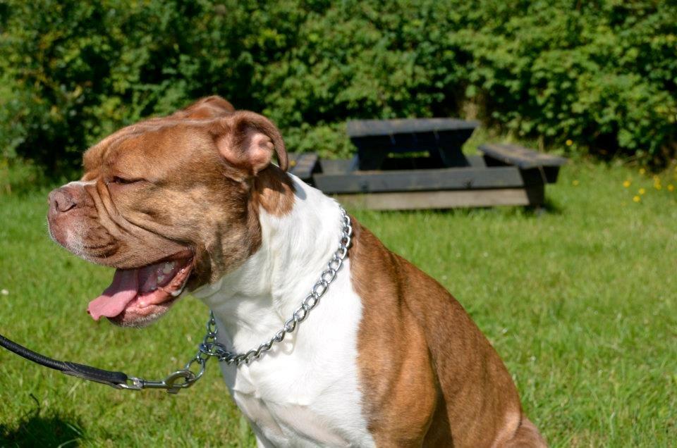 Olde english bulldogge Oberst <3 billede 11