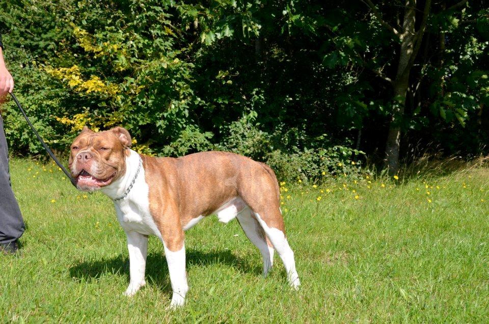 Olde english bulldogge Oberst <3 billede 12