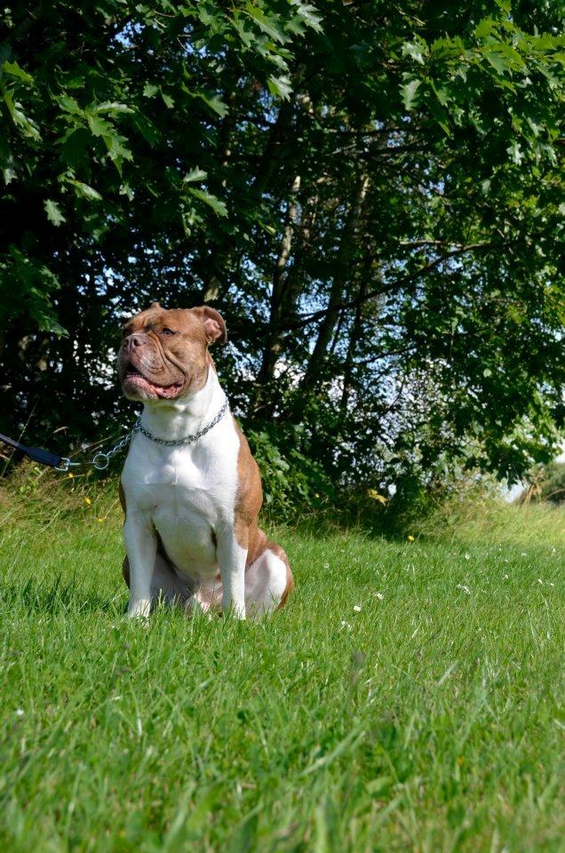 Olde english bulldogge Oberst <3 billede 13