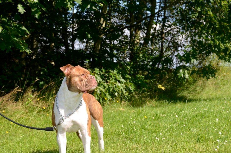 Olde english bulldogge Oberst <3 billede 14