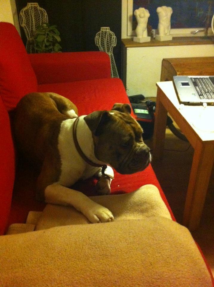 Olde english bulldogge Oberst <3 billede 15