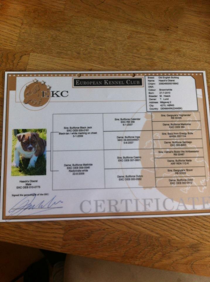 Olde english bulldogge Oberst <3 billede 16