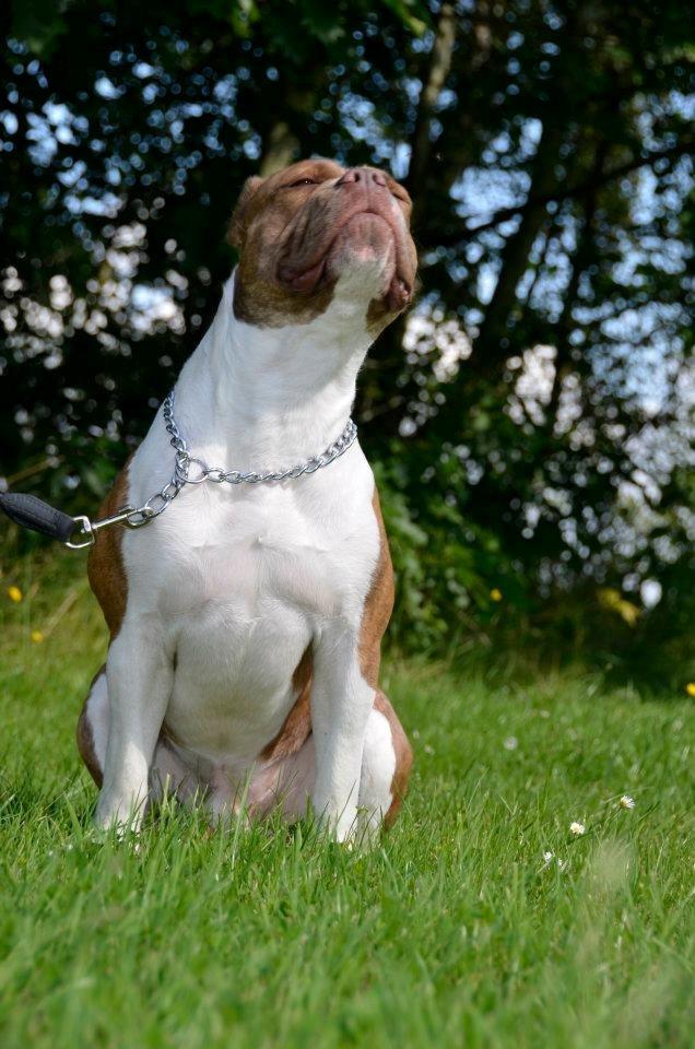 Olde english bulldogge Oberst <3 billede 17