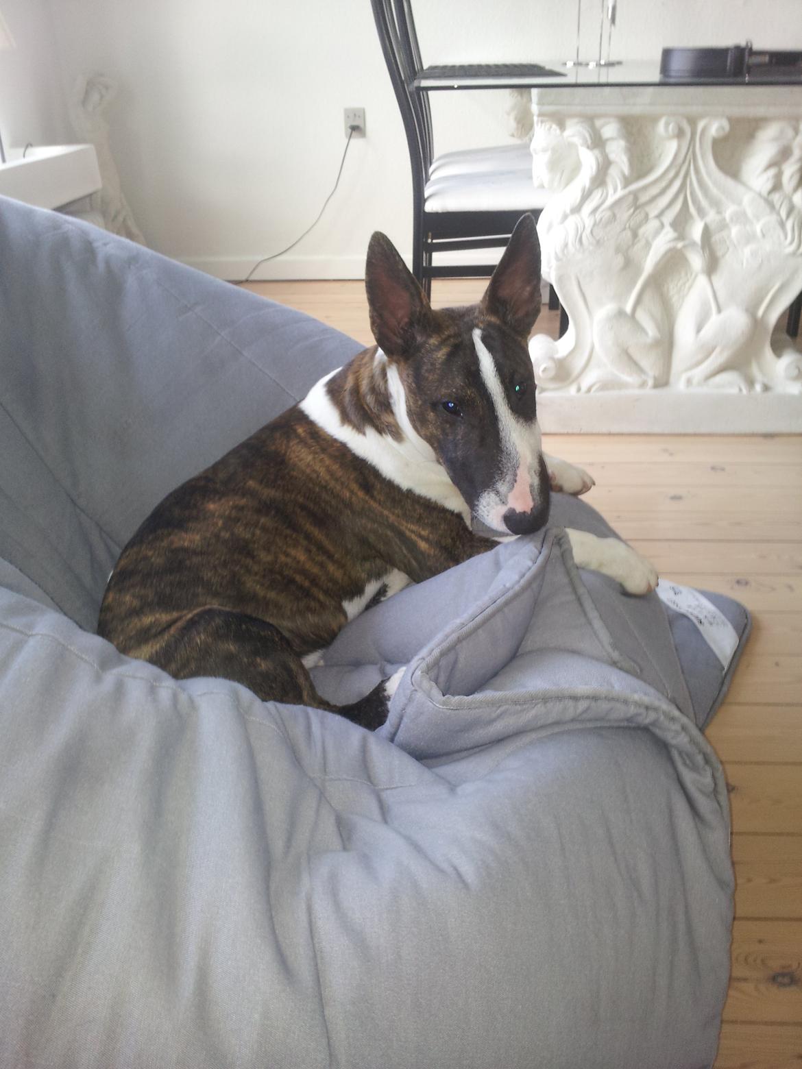 Bullterrier miniature Kenzo - Smukke Kenzo nyder sin nye sækkestol.  billede 9