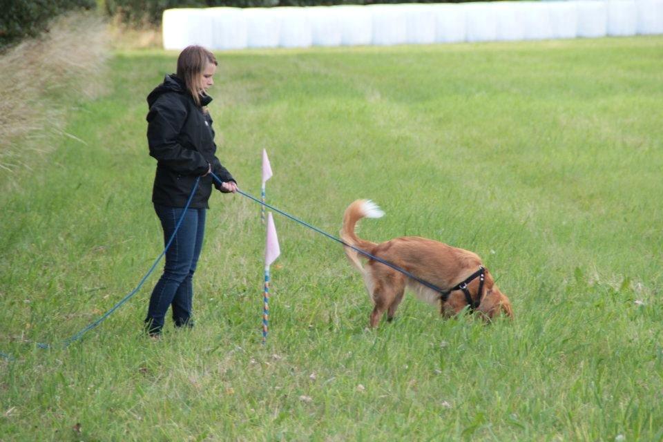 Nova scotia duck tolling retriever Redborn first Contact (Dixie) [Himmelhund] - Sportræning (8½ måned) billede 24