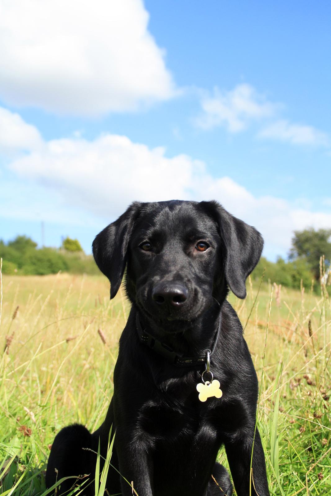 Labrador retriever Anton - Charmetrold! <3
08/09-2012. billede 11