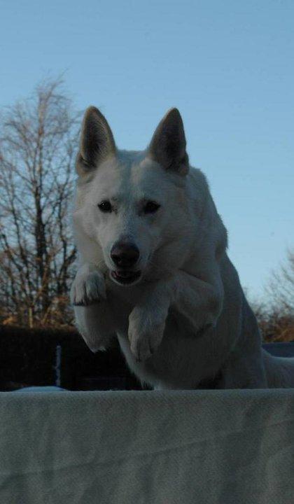 Hvid Schweizisk Hyrdehund Baldo *R.I.P. 02.03.2012 ;(* billede 2