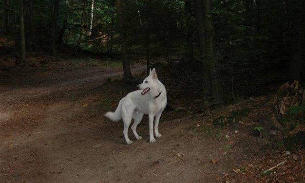 Hvid Schweizisk Hyrdehund Baldo *R.I.P. 02.03.2012 ;(* billede 3