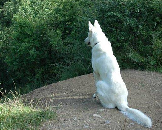 Hvid Schweizisk Hyrdehund Baldo *R.I.P. 02.03.2012 ;(* billede 4