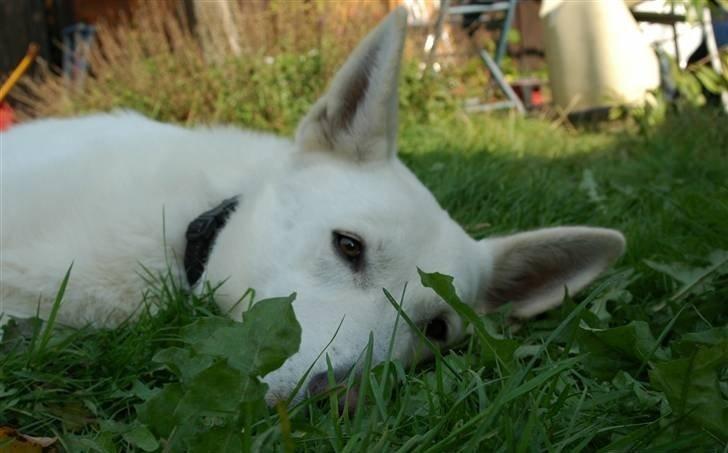 Hvid Schweizisk Hyrdehund Baldo *R.I.P. 02.03.2012 ;(* billede 5